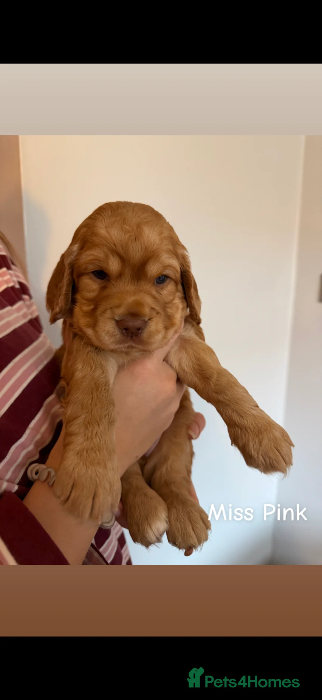 Cocker Spaniel dogs for sale: 4 gorgeous Cocker Spaniel Pups Looking for Homes - Advert 10