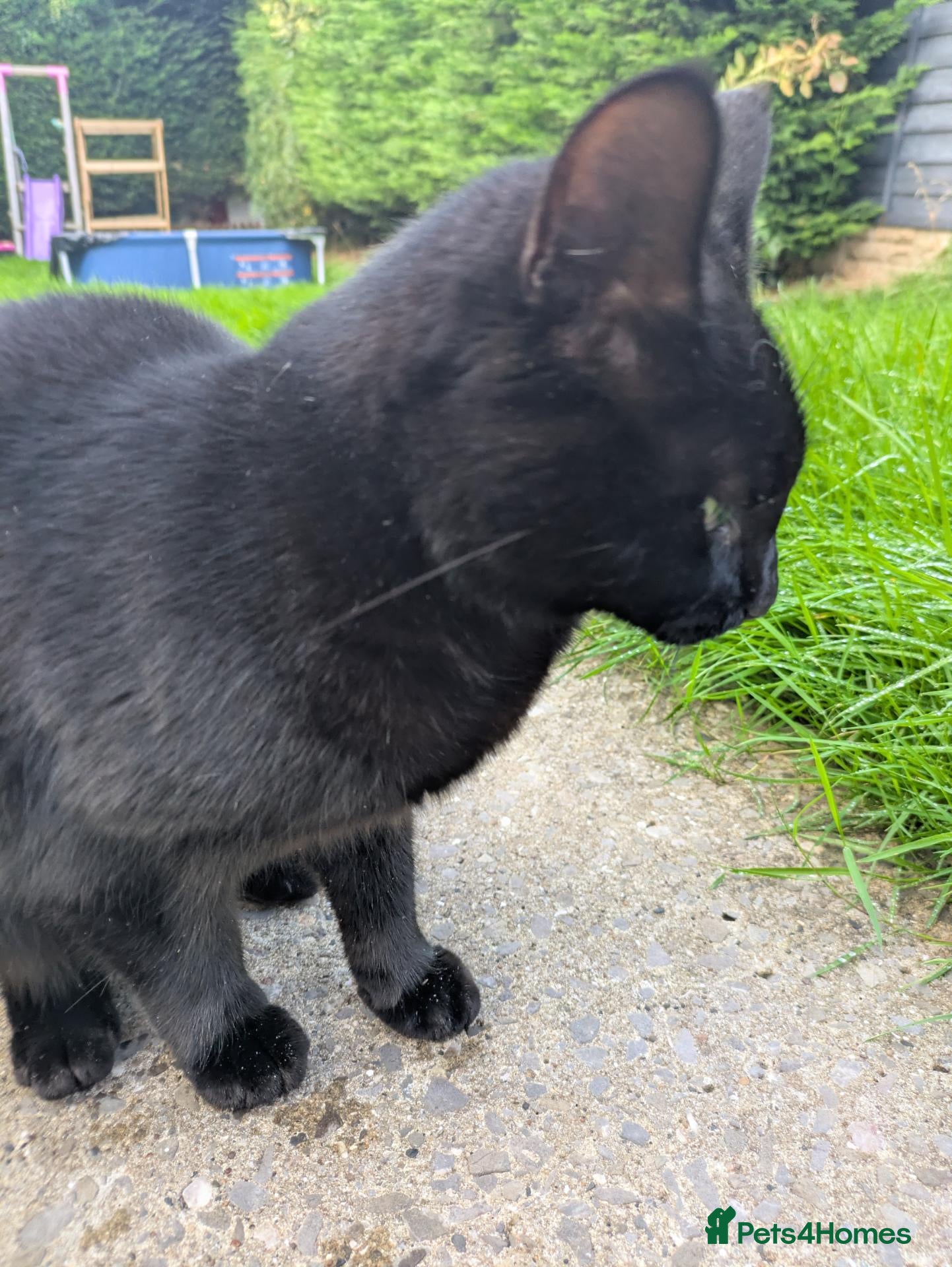 Mixed Breed cats Kiki the kitty - Advert 6