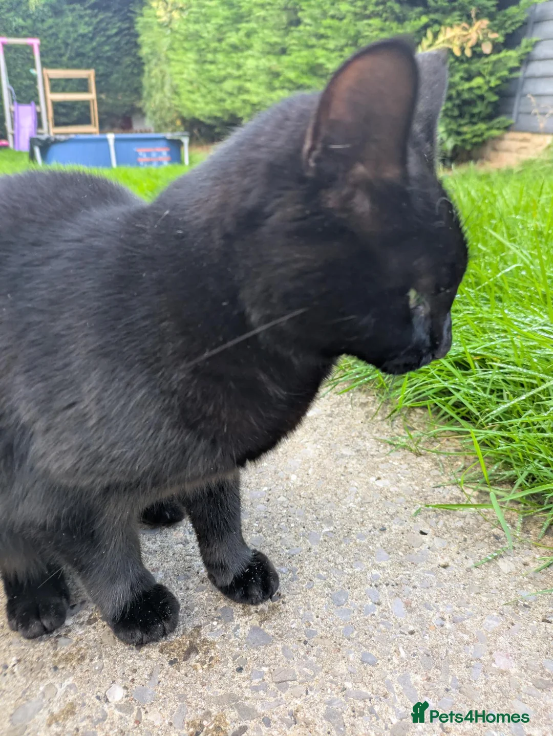 Mixed Breed cats for sale: Kiki the kitty in Bristol - Advert 1
