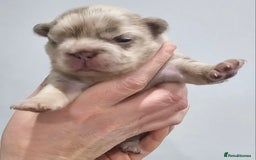 French Bulldog dogs for sale: French Bulldog Visual fluffies - Advert 20