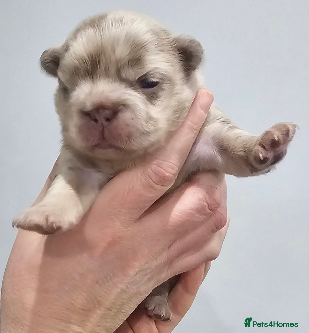 French Bulldog dogs for sale: French Bulldog Visual fluffies - Advert 20