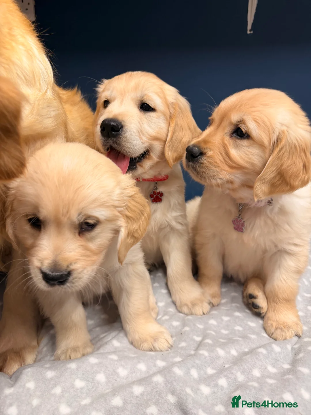 Golden Retriever dogs for sale: 🐶Fluffy bears looking for forever home💕💕 ! - Advert 18