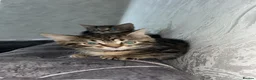 Domestic Shorthair cats for sale: Adorable tabby’s kittens - Advert 35