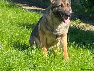 German Shepherd dogs GERMAN SHEPHARD BITCH FOR SALE - Advert 15