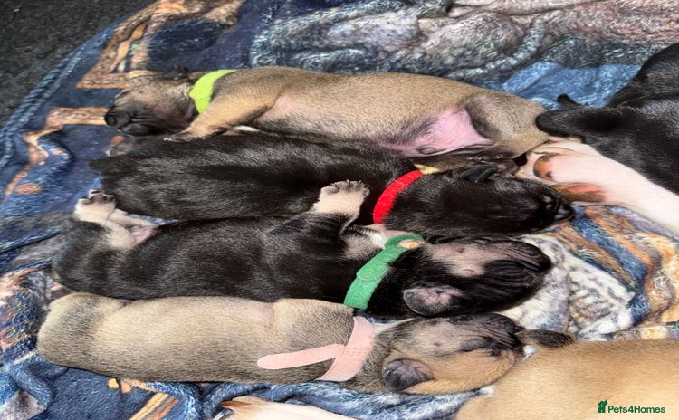 Mixed Breed dogs - Advert 3