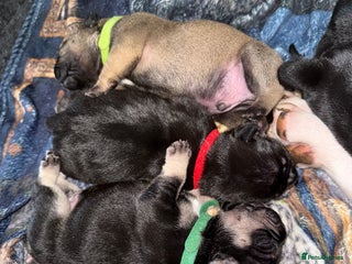 Mixed Breed dogs - Advert 15