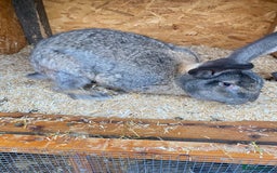 Continental Giant rabbits for sale: Beautiful Continental Giant Male – 1 Year Old  - Advert 4