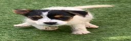 Jack Russell dogs for sale: Jack Russell puppies  - Advert 35