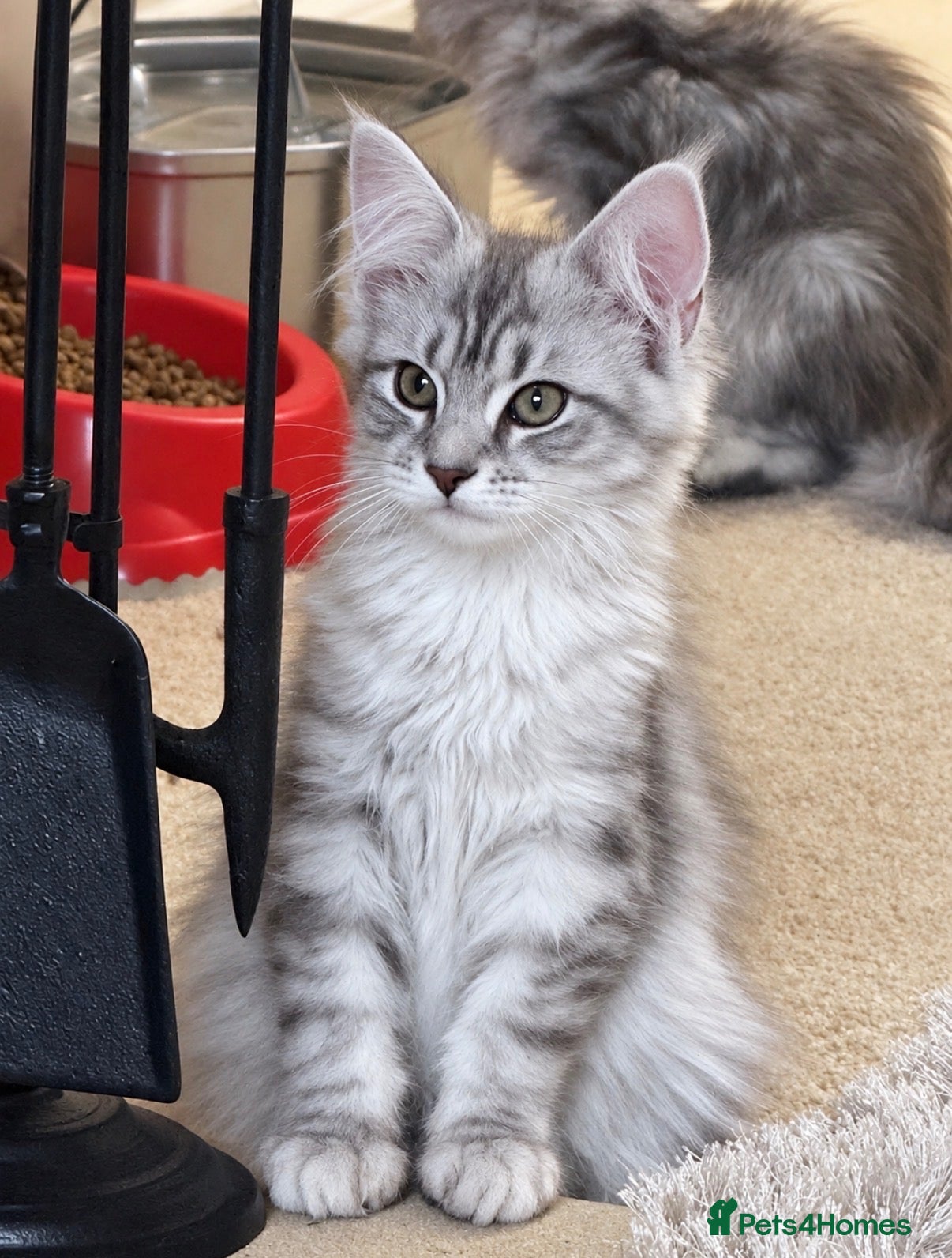 Maine Coon cats Stunning kittens - Advert 7