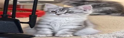 Maine Coon cats for sale: Stunning kittens - Advert 3