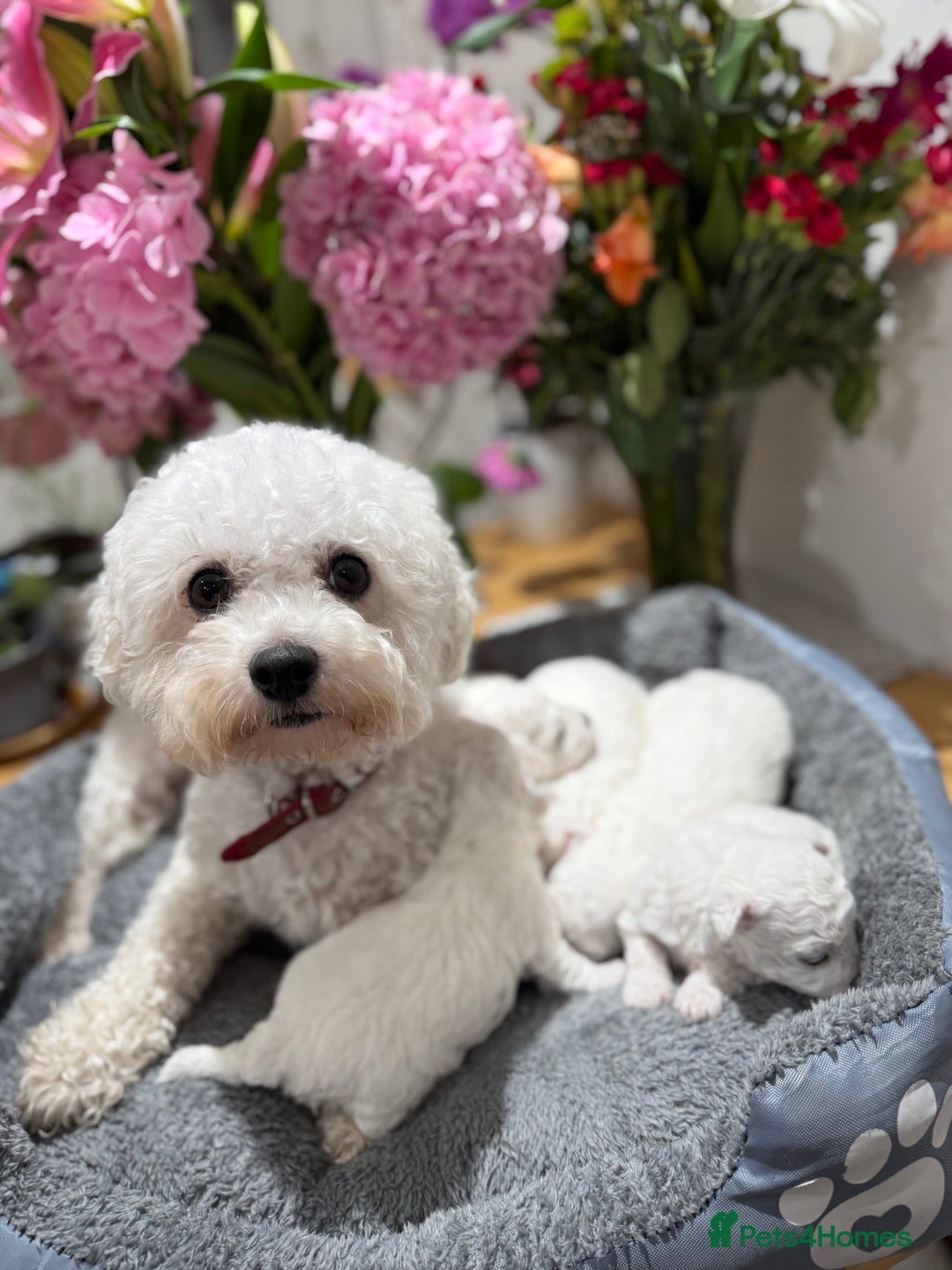 Bichon Frise dogs for sale: Irresistibly Cute Pedigree Bichon Frise Girl  - Image 3