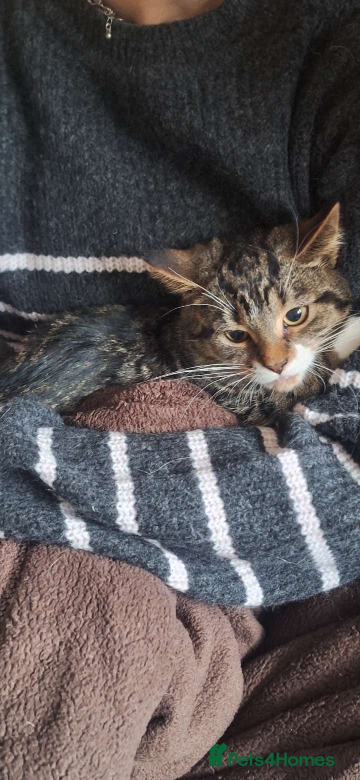 Mixed Breed cats Beautiful girls looking for forever home  - Advert 11