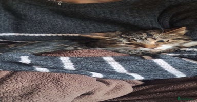 Mixed Breed cats Beautiful girls looking for forever home  - Advert 9