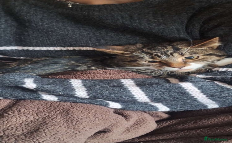 Mixed Breed cats Beautiful girls looking for forever home - Advert 3