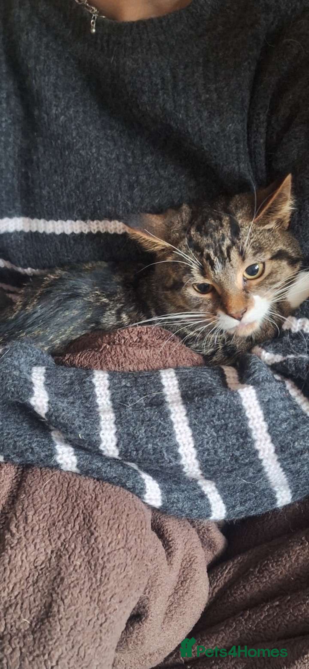 Mixed Breed cats for sale: Beautiful girls looking for forever home  - Advert 2