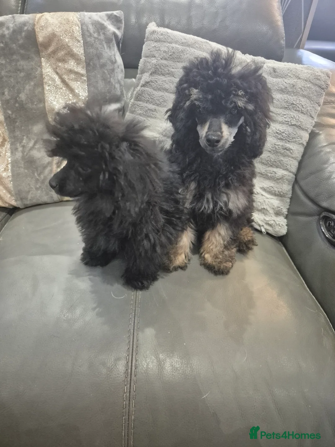 Toy Poodle dogs for sale: Poodle boys (toy x aisan) - Advert 6