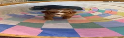 Australian Labradoodle dogs for sale: Australian labradoodles - Advert 9
