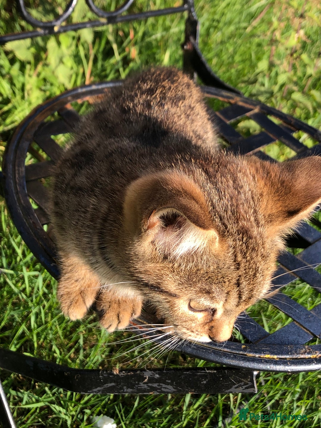 Bengal cats for sale: Bengal x British blue boys in Liss - Image 16