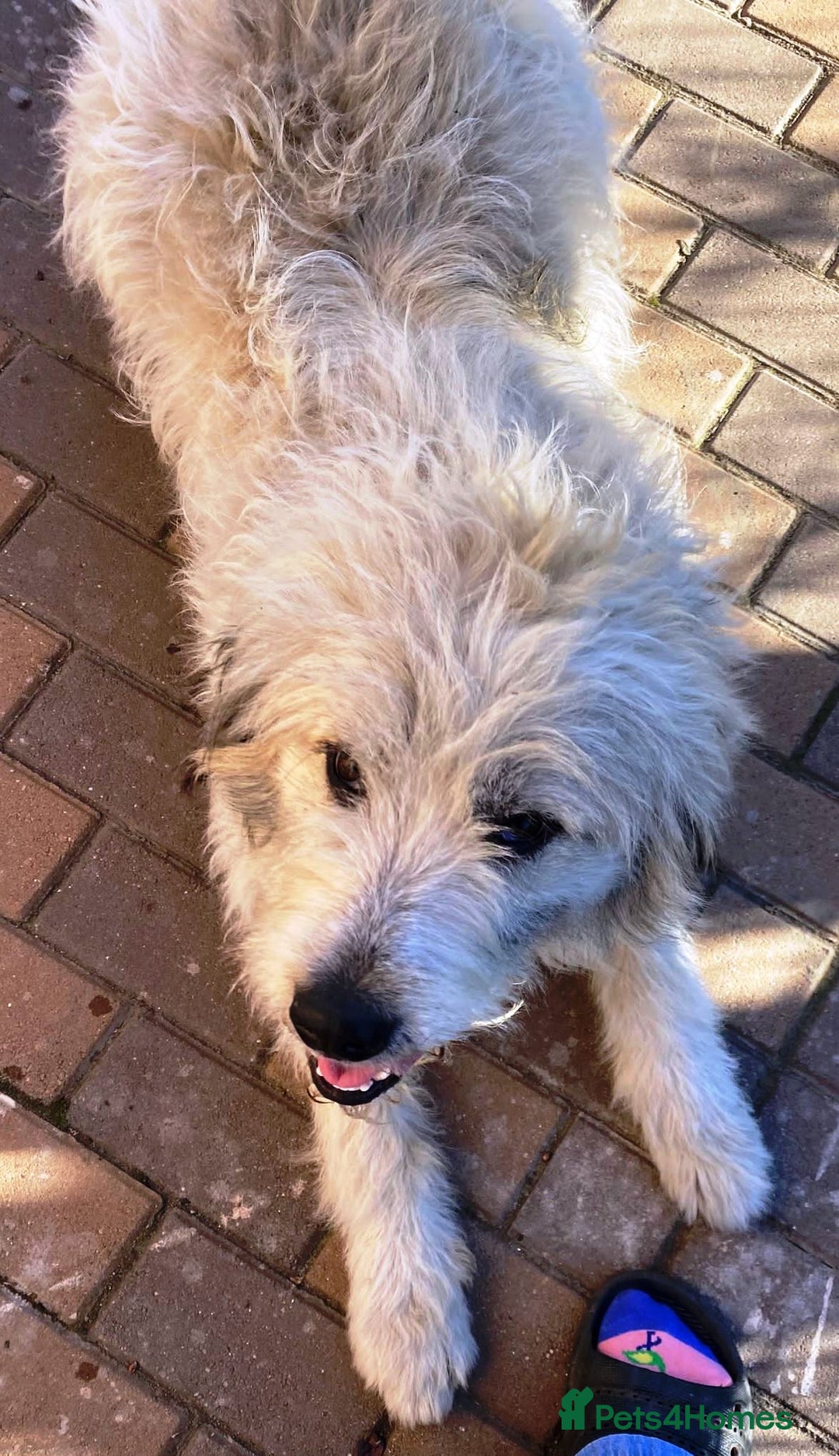Mixed Breed dogs for adoption: Meet VICTOR - a superb big boy, for a Loving Home - Image 14