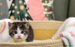 Siberian cats for sale: 4 Beautiful Siberian Cross Kitties 💗 - Advert 7