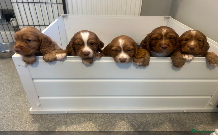 Cocker Spaniel dogs - Advert 13