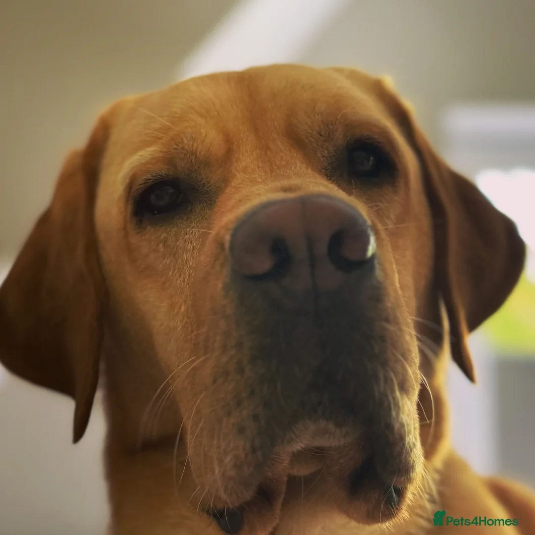 Labrador Retriever dogs for stud: Golden Labrador available for Stud  in Princes Risborough - Advert 2