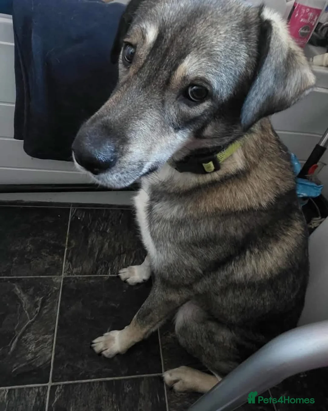 Mixed Breed dogs for adoption: Terrific Tulip - Advert 6