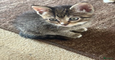 Mixed Breed cats - Advert 2
