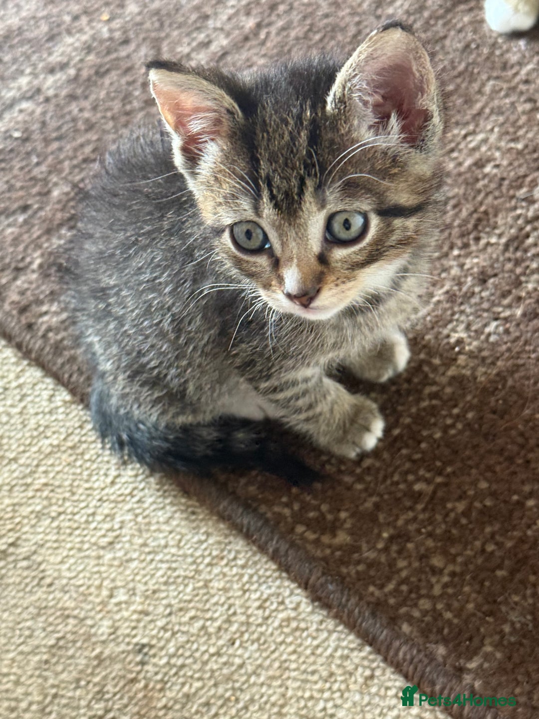 Mixed Breed cats for sale: 2 female snowshoe cross kittens - Image 2