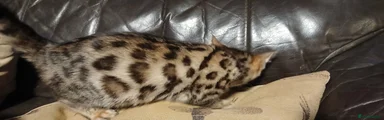 Bengal Kitten 2