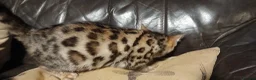 Bengal cats for sale: Beautiful Bengal kittens Ready now. - Advert 3
