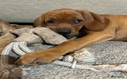 Mixed Breed dogs for sale: Beautiful Vizslador Puppy - Image 3