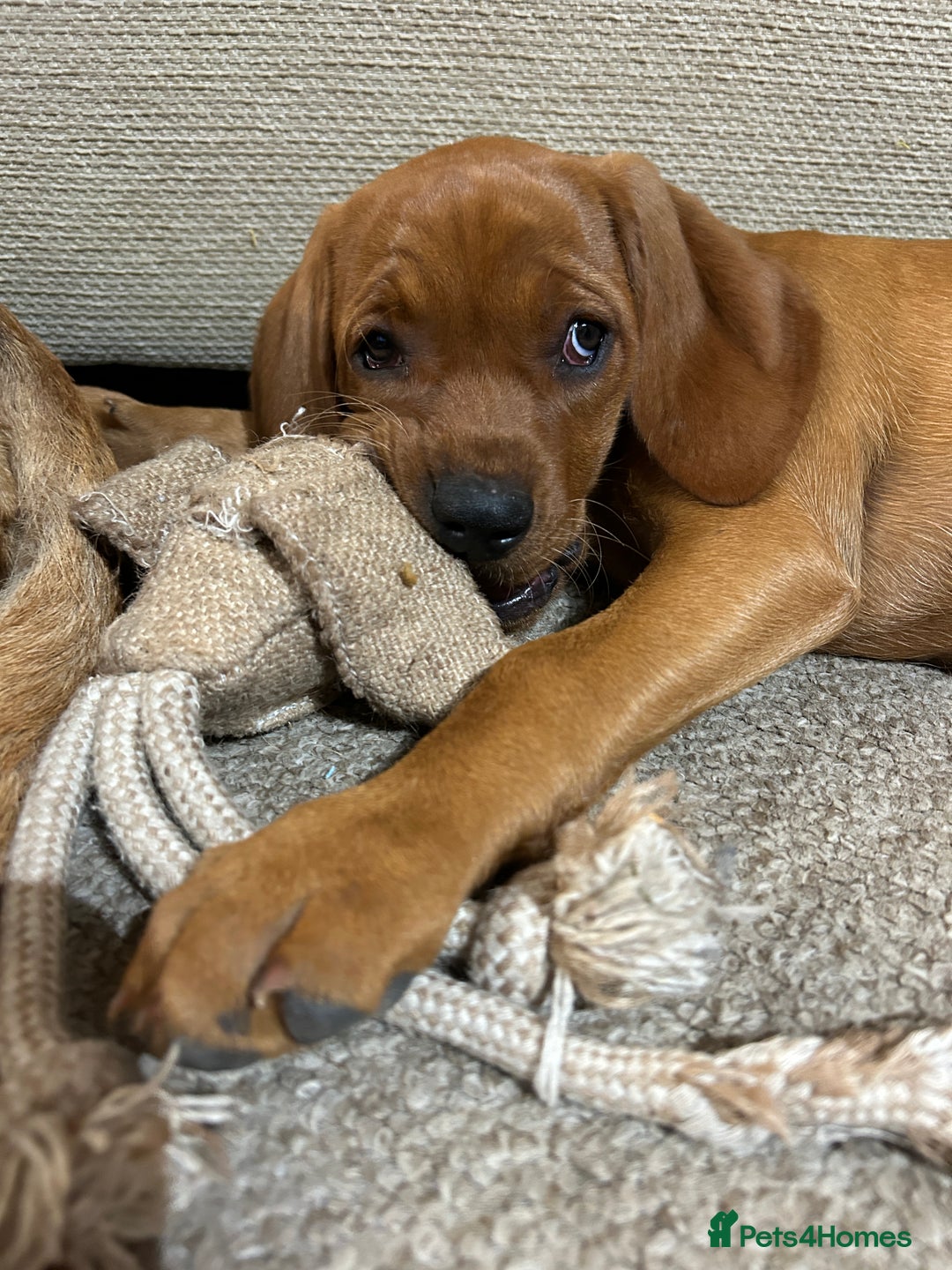 Mixed Breed dogs for sale: Beautiful Vizslador Puppy - Image 3