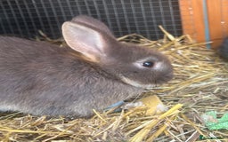 Netherland Dwarf rabbits for sale: 6 x netherland dwarfs for sale  - Image 5