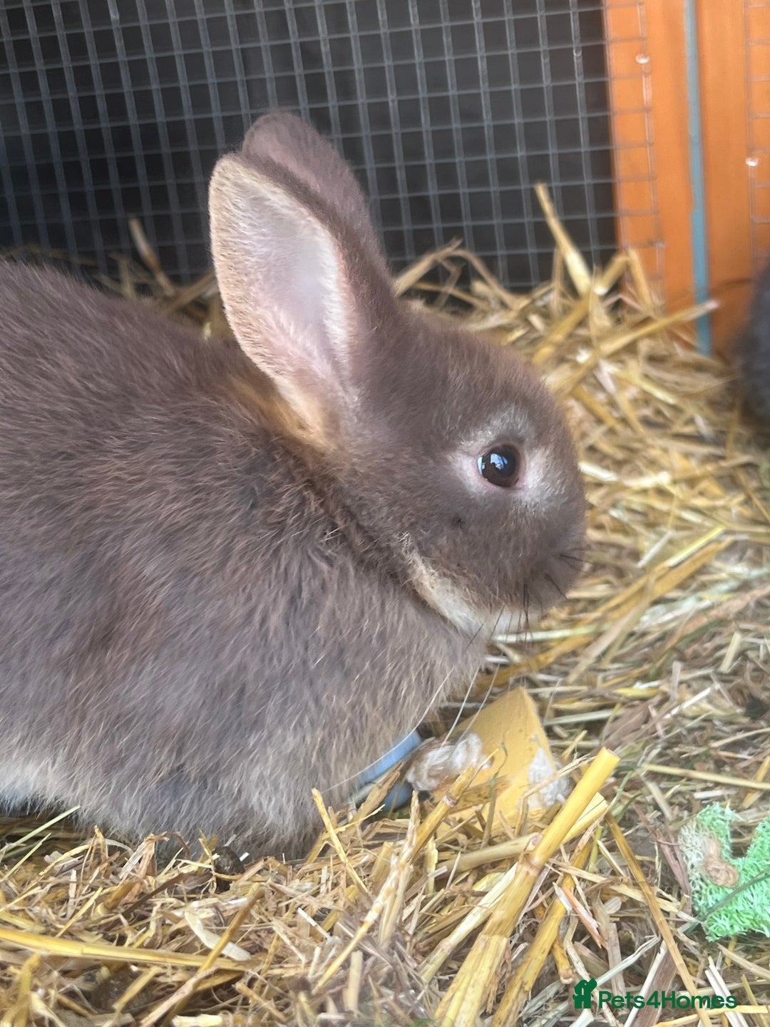 Netherland Dwarf rabbits for sale: 6 x netherland dwarfs for sale  - Image 5