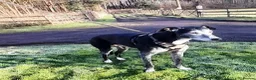 Lurcher dogs for adoption: 🖤 JET – A Gentleman Lurcher for a Forever Sofa 🖤 in Worksop - Advert 7