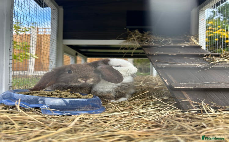 Mini Lop rabbits - Advert 3