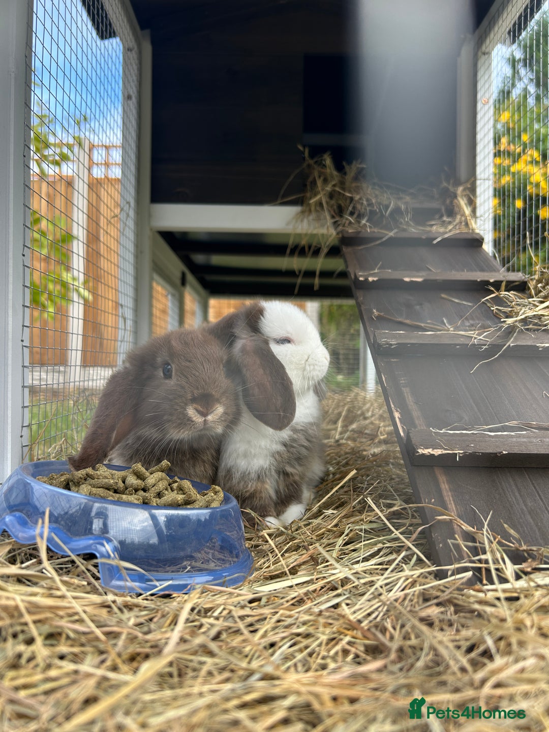 Mini Lop rabbits for sale: Bunny looked for forever home - Image 1