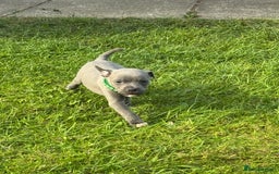 Staffordshire Bull Terrier dogs for sale: Blue Staffordshire bull terrier Staffy ❤️😍 - Image 9