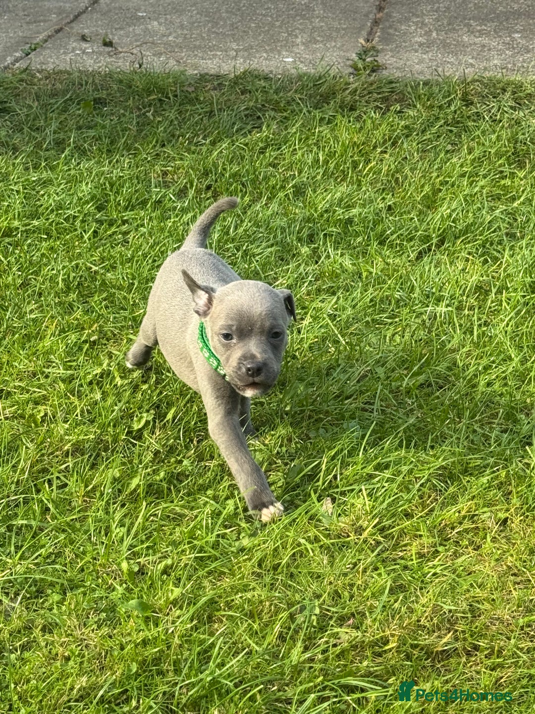 Staffordshire Bull Terrier dogs for sale: Blue Staffordshire bull terrier Staffy ❤️😍 - Image 9