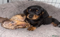 Miniature Dachshund dogs for sale: Chocolate Miniature Wieners pups!! - Image 2
