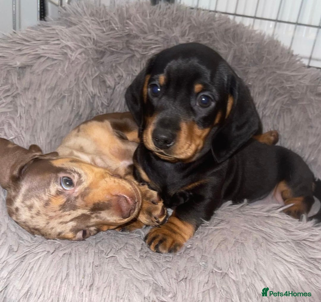 Miniature Dachshund dogs for sale: Chocolate Miniature Wieners pups!! - Image 2