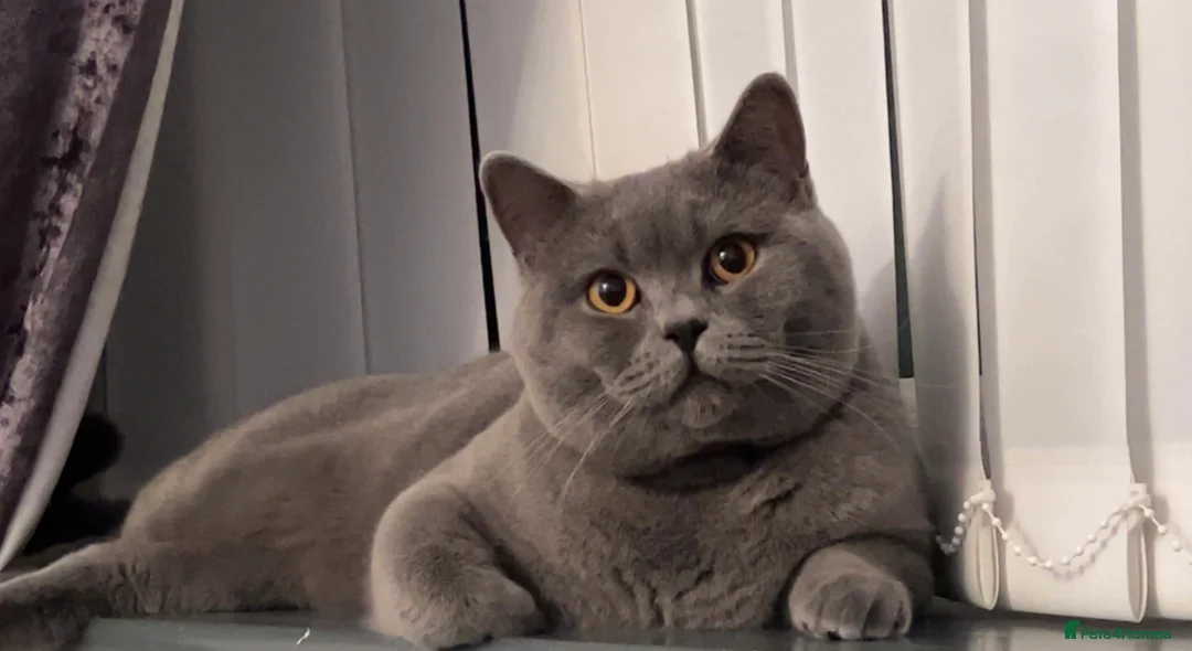 British Shorthair cats for stud: 🐈‍⬛ GIZZY THE STUD 🐈‍⬛ GCCF AND TICA REGISTERED  in Solihull - Advert 2