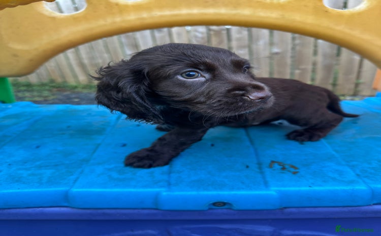 Cocker Spaniel dogs - Advert 10