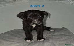 Lurcher dogs for sale: Lurcher Pups - Image 4