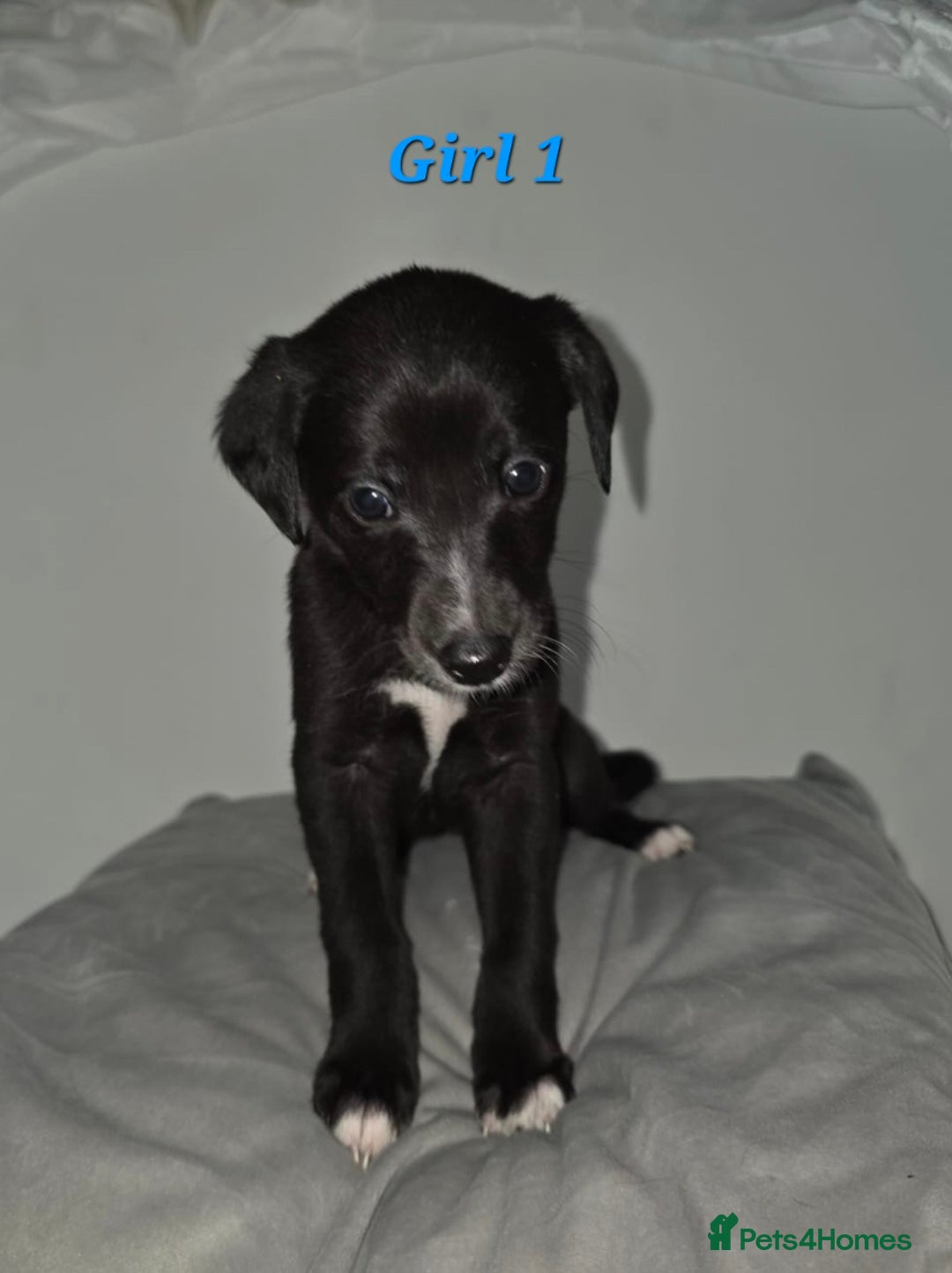 Lurcher dogs for sale: Lurcher Pups - Image 4