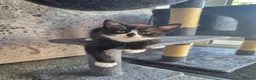Mixed Breed cats for sale: 2 Beautiful Kittens  - Advert 7