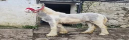 Irish Cob horses for sale: TGCA filly grey and blue - Advert 3