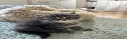 Persian cats for sale: Luxury Doll Faced Persian Kittens  - Advert 11