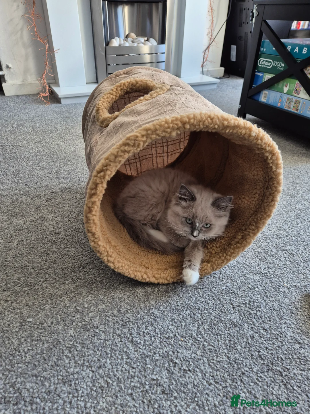 Ragdoll cats for sale: Beautiful mink ragdoll - Advert 1